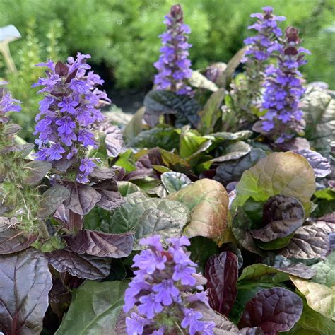 ajucax|Ajuga reptans 